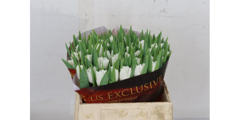 Tulips Freesias Smirnoff 36cm A1 Col-Brown