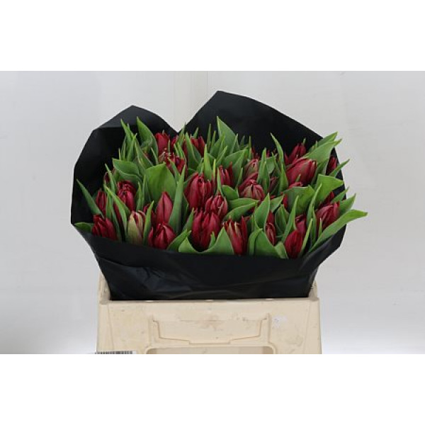 Tulips Du Robinho 36cm A1