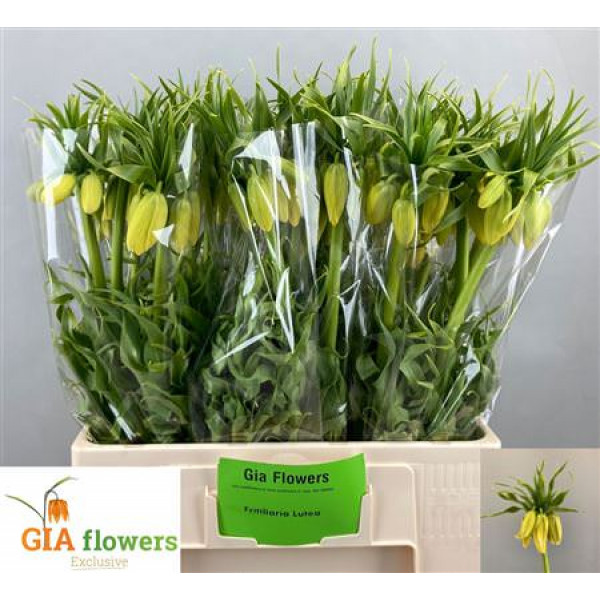 Frit Lutea 65cm A1