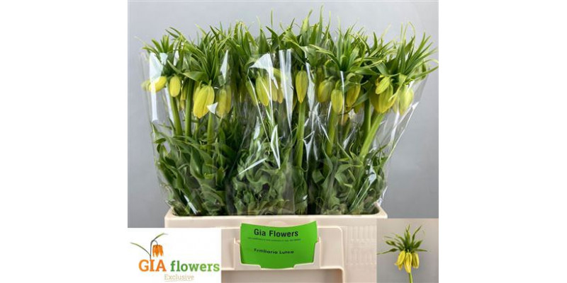 Frit Lutea 65cm A1