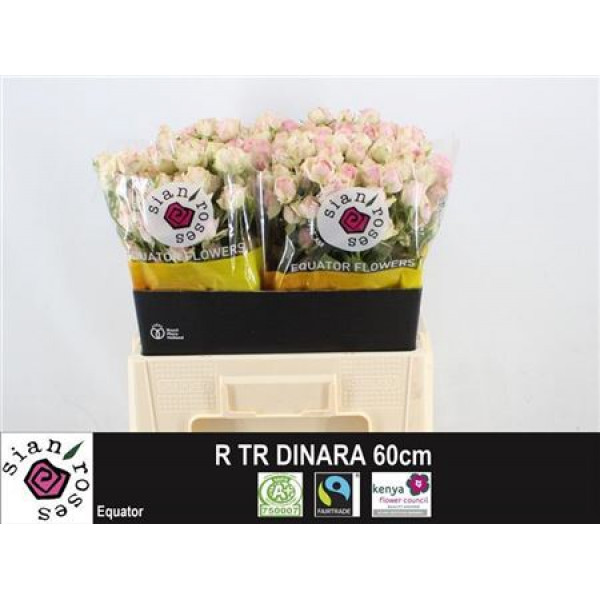 Rose Tr Dinara 60cm A1