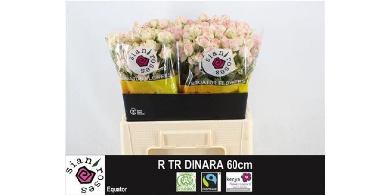 Rose Tr Dinara 60cm A1