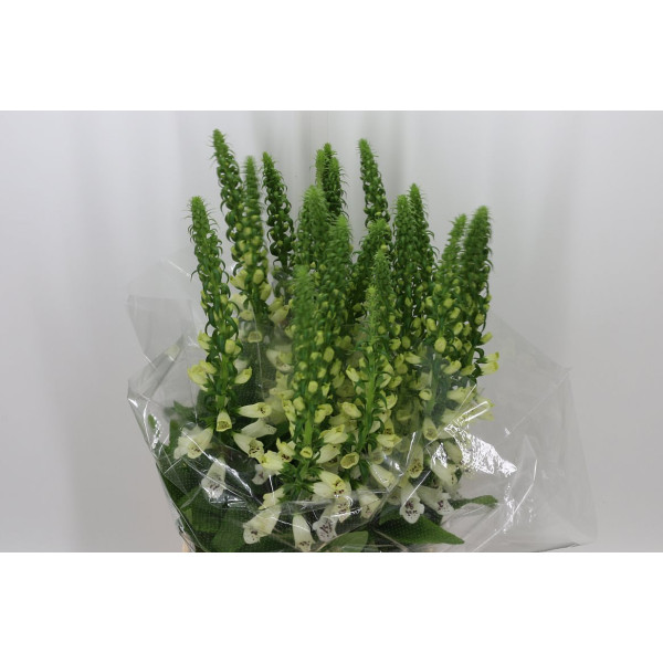 Digi Camelot White 85 cm A1