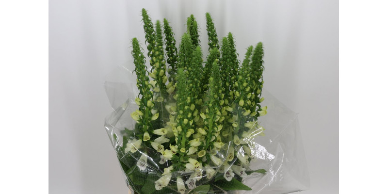 Digi Camelot White 85 cm A1