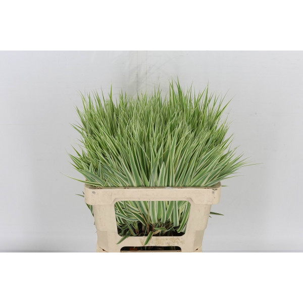 Carex Ph Sparkler 60cm A1 Col-Green