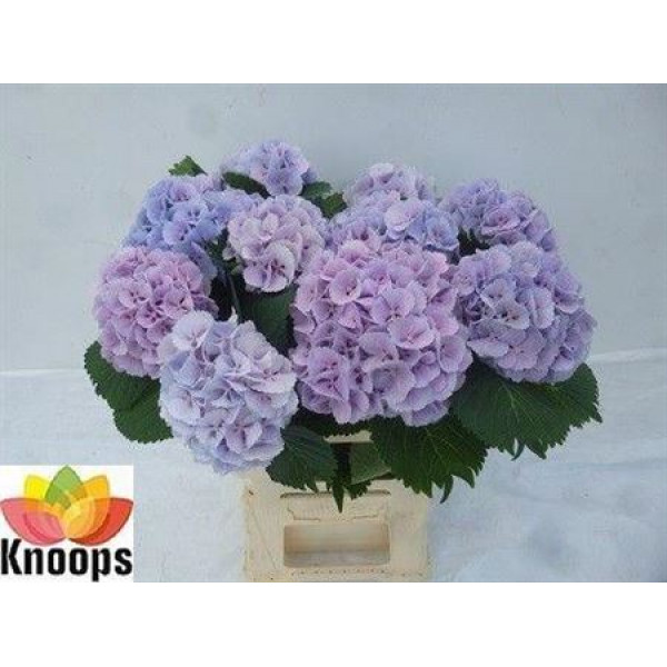 Hydrangea M Lolly Pop Bl 40cm A1 Col-Pink