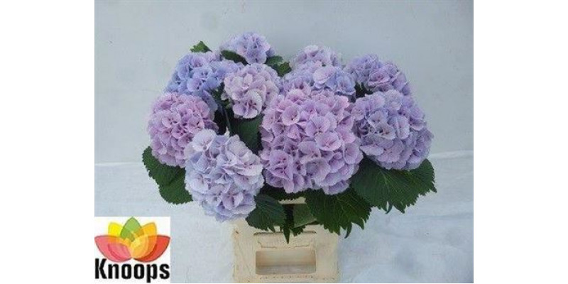 Hydrangea M Lolly Pop Bl 40cm A1 Col-Pink