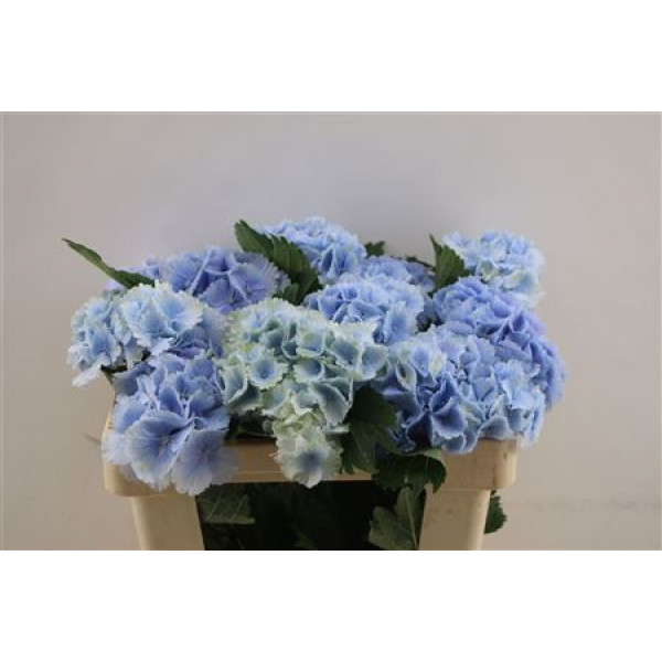 Hydrangea M Lolly Pop Bl  50cm A1