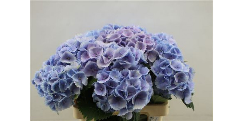 Hydrangea M Lolly Pop Blue 80cm 80cm A1