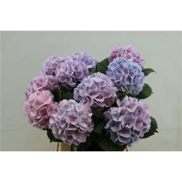 Hydrangea M Lolly Pop Lilac 60-13 60cm A1