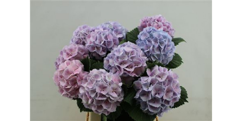 Hydrangea M Lolly Pop Lilac 60-13 60cm A1