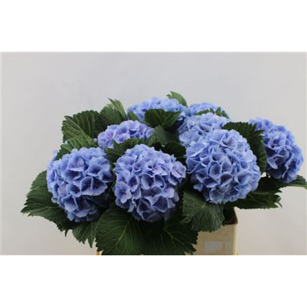 Hydrangea M Lolly Pop Blue 80-17 80cm A1