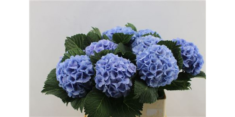 Hydrangea M Lolly Pop Blue 80-17 80cm A1