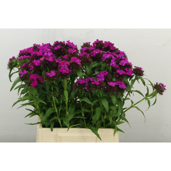 Dianthus Barb B Lilac 45 cm A1