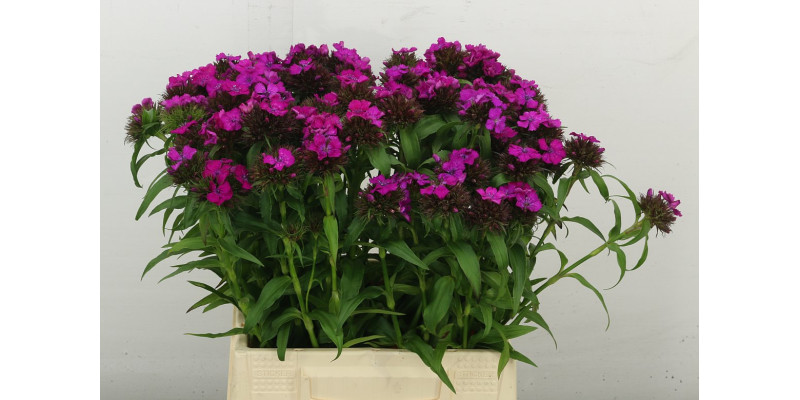 Dianthus Barb B Lilac 45 cm A1