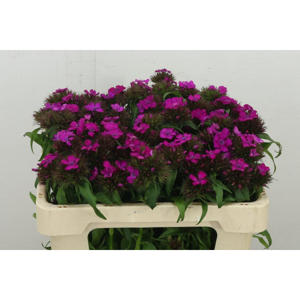 Dianthus Barb B Lilac 50 cm A1