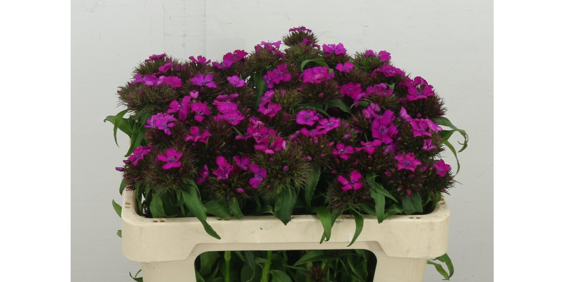 Dianthus Barb B Lilac 50 cm A1