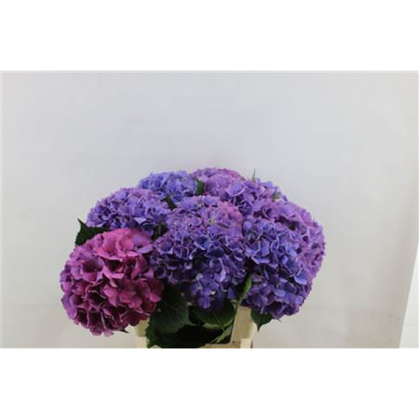 Hydrangea M Gl Alps Purple 60-18 60cm A1