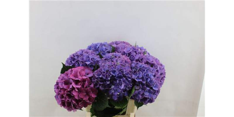 Hydrangea M Gl Alps Purple 60-18 60cm A1