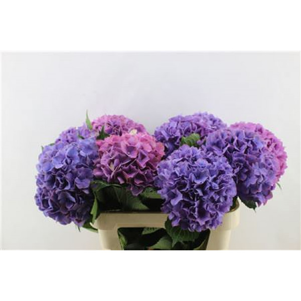 Hydrangea M Gl Alps Purple 80-22 80cm A1