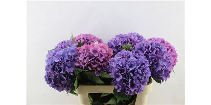 Hydrangea M Gl Alps Purple 80-22 80cm A1