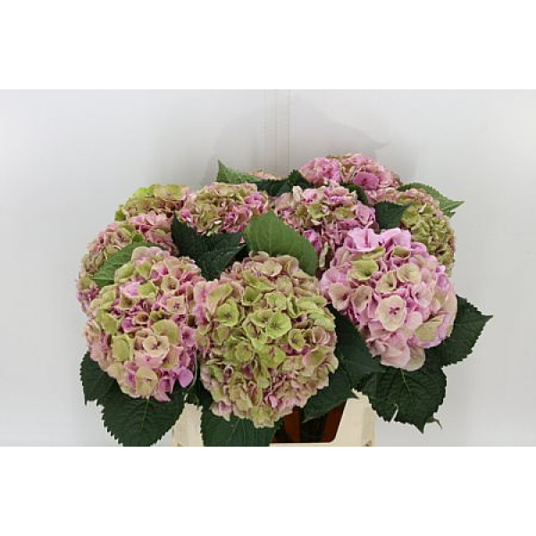 Hydrangea M Margarita Cl 60cm A1