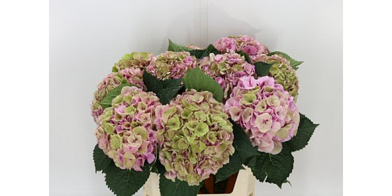 Hydrangea M Margarita Cl 60cm A1