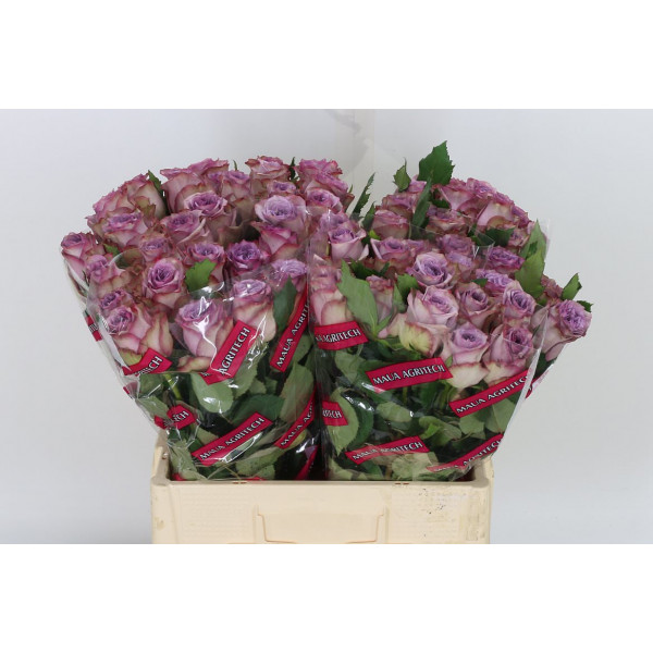 Rose Gr Dolcetto! 60cm A1 Col-Milka