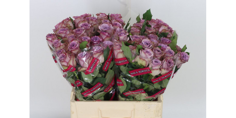 Rose Gr Dolcetto! 60cm A1 Col-Milka