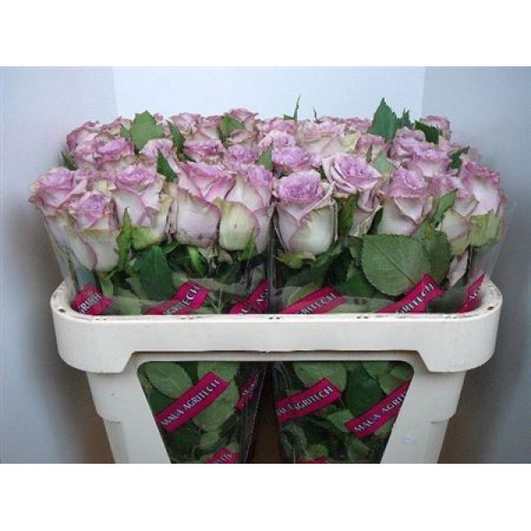 Rose Gr Dolcetto 70cm A1