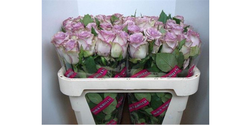 Rose Gr Dolcetto 70cm A1