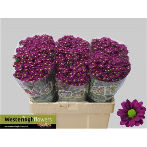 Chrysanthemums San Mad Jombe Pu 55cm A1 Col-Purple