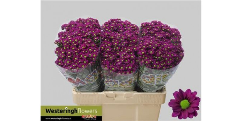 Chrysanthemums San Mad Jombe Pu 55cm A1 Col-Purple