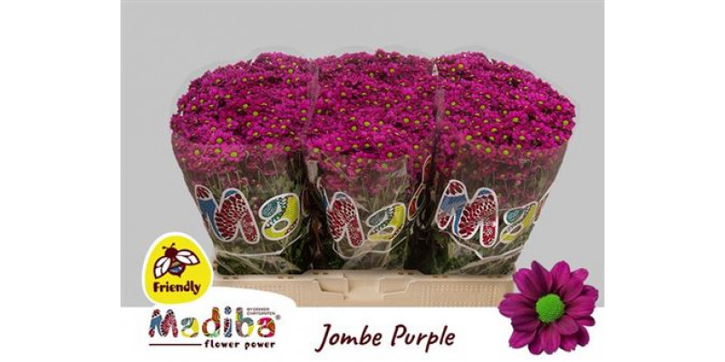 Chrysanthemums S Mad Jombe Purp 55cm A1