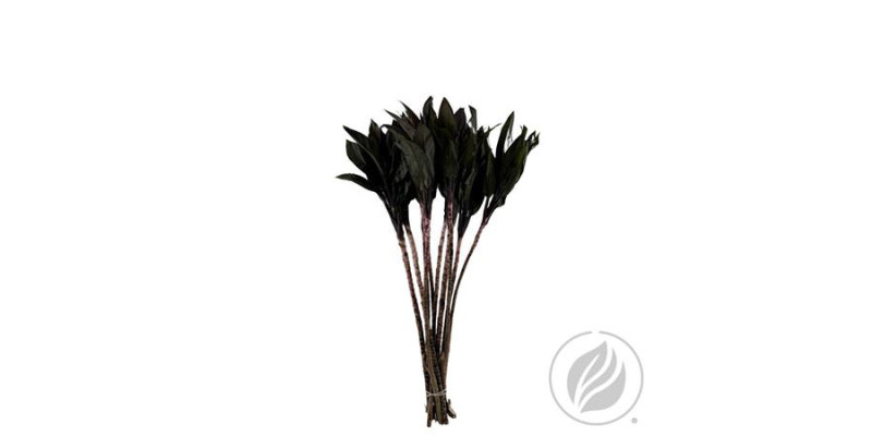 Cordyline Purple Compacta 45 cm A1