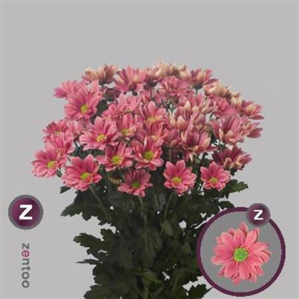 Chrysanthemums T Grand Cherry 70cm A1 Col-PINK