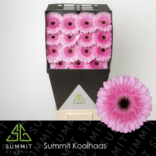 Gerbera Pre Semmy Diamond 50cm A1 Col-Pink