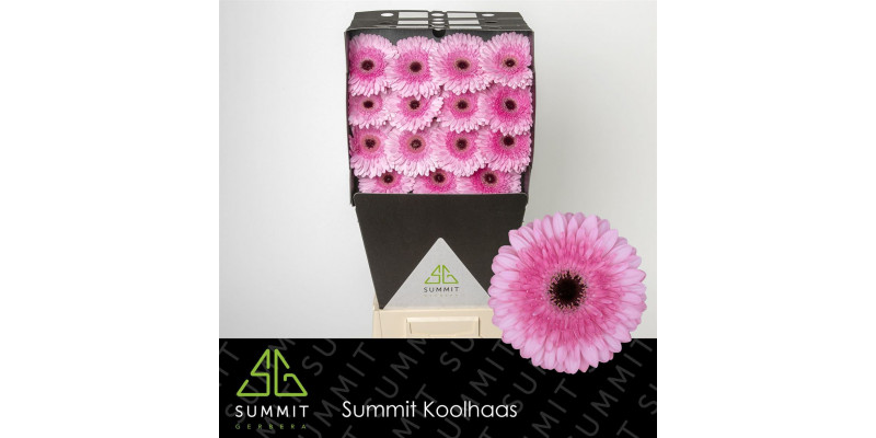 Gerbera Pre Semmy Diamond 50cm A1 Col-Pink