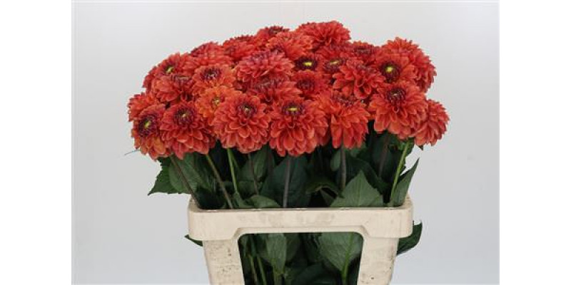 Dahlia Orange Fox 60 cm A1