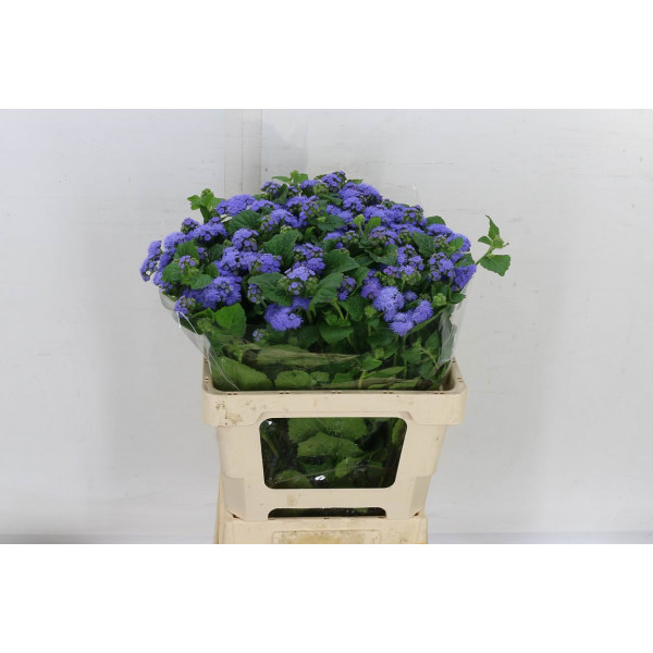 Ager H Blue Planet 60cm A1 Col-Blue