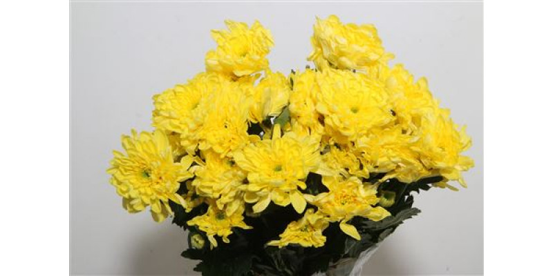 Chrysanthemums T Baltica Yellow 70cm A1 Col-Yellow