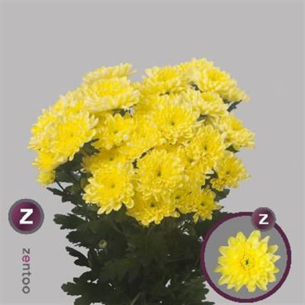 Chr T Baltica Yellow 70cm A1 Col-Yellow