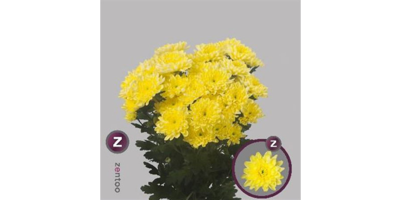 Chrysanthemums T Baltica Yellow 70cm A1 Col-Yellow