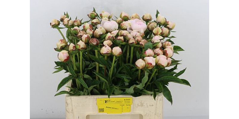 Peonies Flor Nicchols 60cm A1