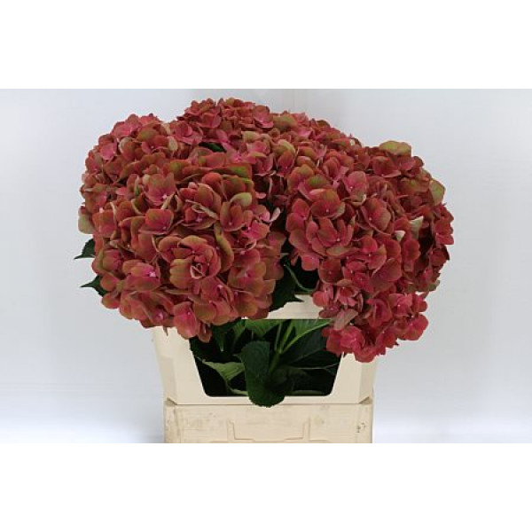 Hydrangea M My Terracotta 75cm A1