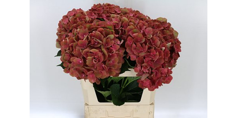 Hydrangea M My Terracotta 75cm A1