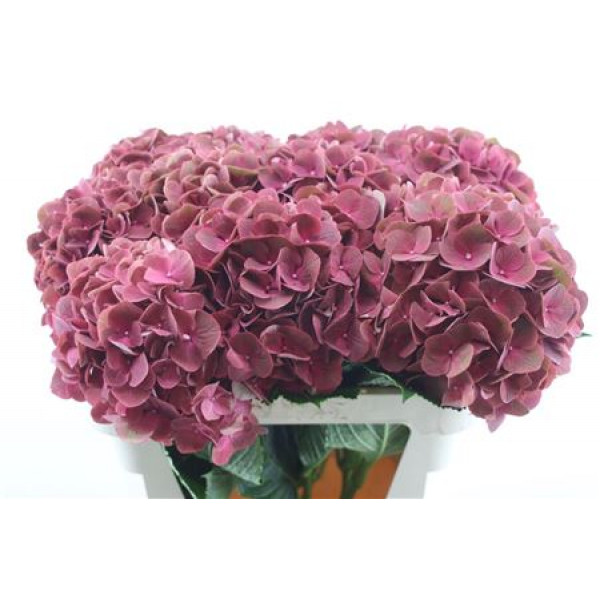 Hydrangea M My Terracotta 22 75cm A1