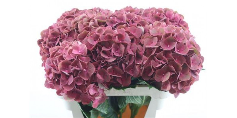 Hydrangea M My Terracotta 22 75cm A1