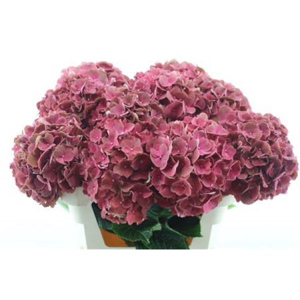 Hydrangea M Terracotta 75-22 75cm A1