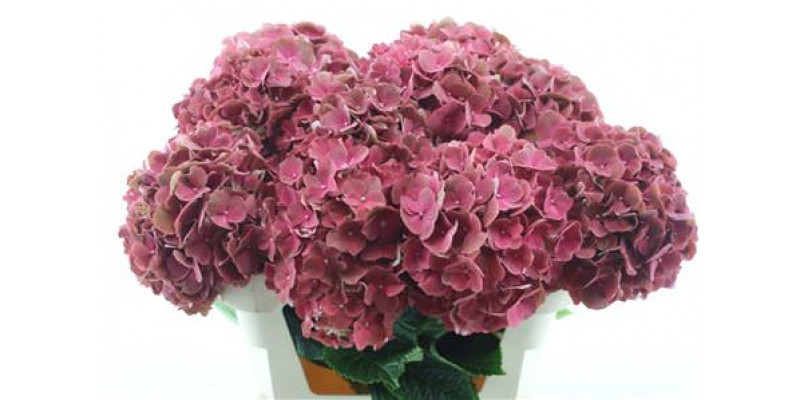 Hydrangea M Terracotta 75-22 75cm A1